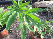 تدخين المرخوانا .. بين لعنة الإدمان وخطورة انتشارها في أواسط الشباب